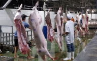  Cán bộ thú y thực hiện công tác kiểm dịch thịt heo tại cơ sở GMĐVTT trước khi đưa ra thị trường. Ảnh: Chi cục Chăn nuôi và Thú y
