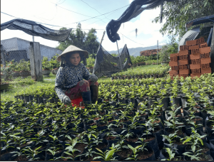 Cô Trang đang cho Mai con vào bì phát triển lớn lên rồi sang chậu