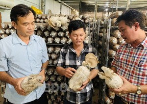 Nhờ ứng dụng KHCN vào sản xuất nấm, gia đình ông Trình (đứng giữa) có thu nhập khá. Ảnh: M.K