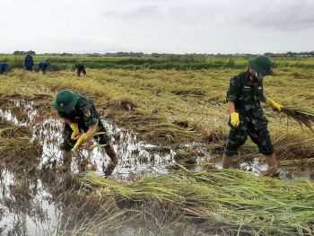 Lực lượng vũ trang thị xã An Nhơn giúp dân thu hoạch lúa  Đông Xuân bị ngập úng, đổ, ngã.