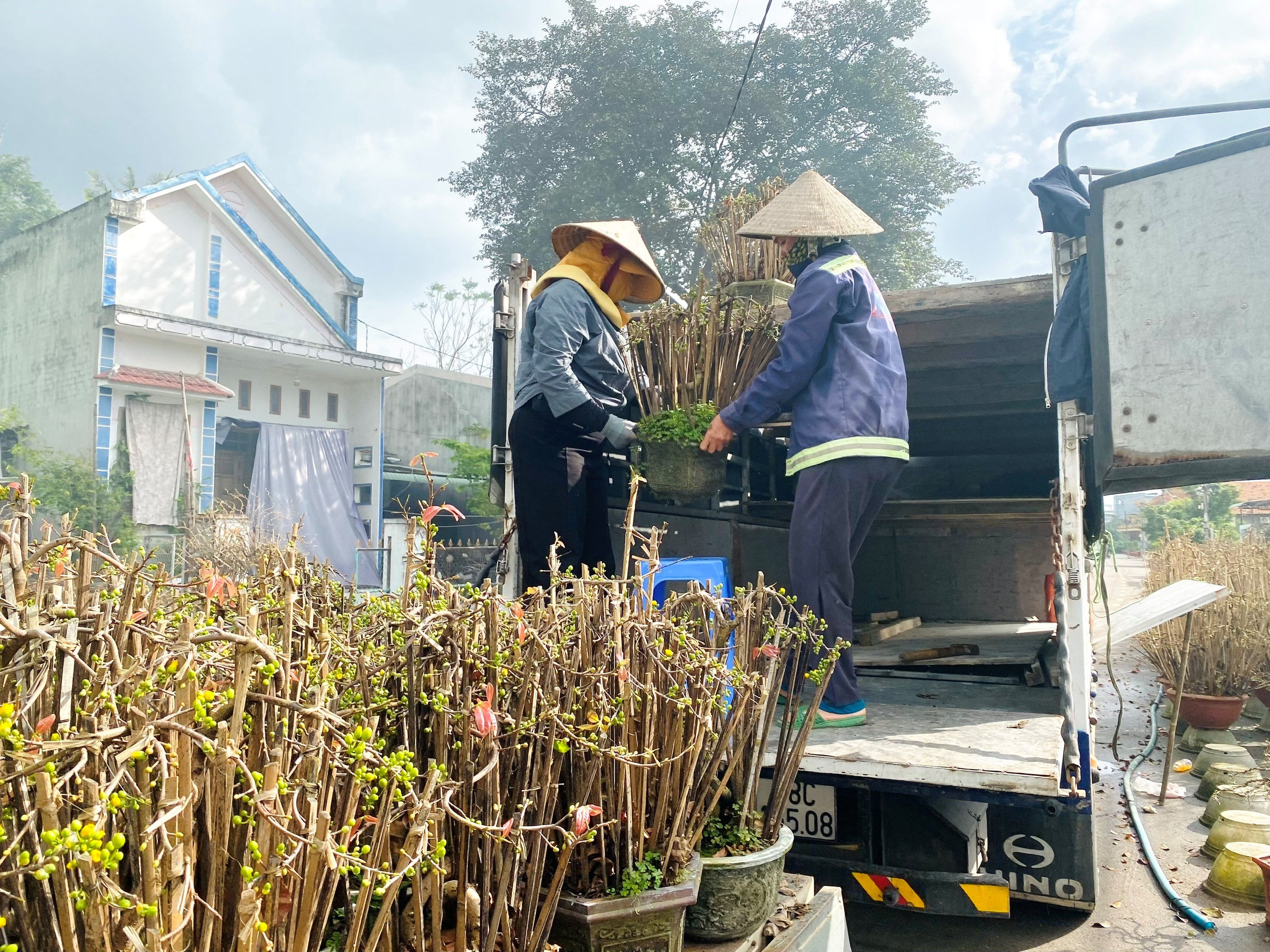 Nhà vườn Luân Ngô (phường Nhơn Hưng) xuất bán mai cảnh cho khách miền Bắc